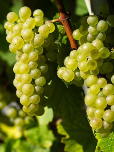 Grapes in the vineyard | © Thermen- & Vulkanland