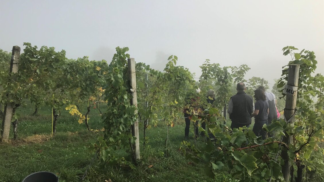 Weinbau Hutterer - Michael | © Michael Hutterer