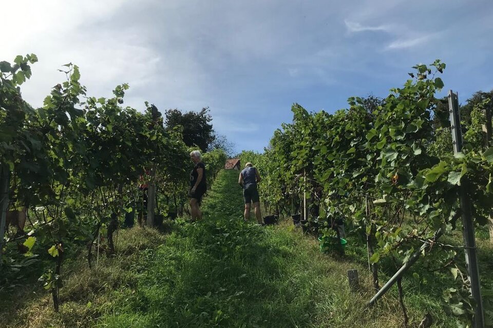 Weinbau Hutterer - Impression #1 | © Michael Hutterer