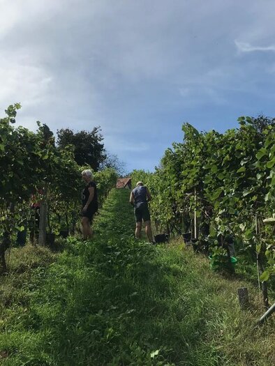 Weinbau Hutterer/Michael | © Michael Hutterer