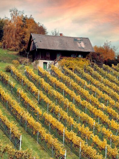 Weingarten Herbst | © Schilcherland Steiermark - Lupi Spum