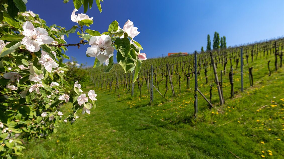 Ein malerischer Weinberg mit blühenden Apfelbäumen im Vordergrund. Im Hintergrund erstrecken sich grüne Reben unter einem klaren blauen Himmel. | © TV Gamlitz, Harry Schiffer