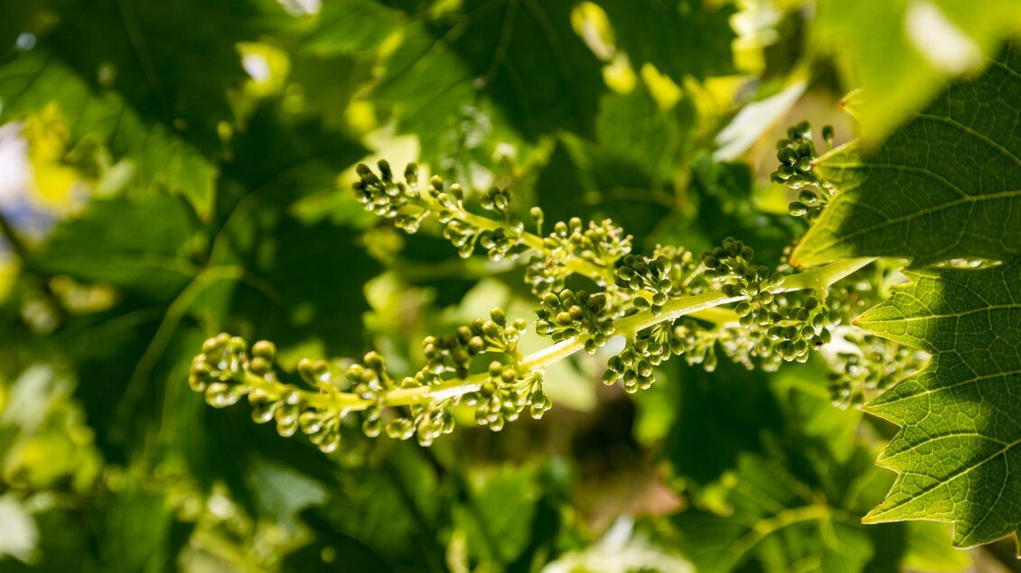 Ein grüner Weinrebenzweig mit jungen Trauben und vielen Blättern. Das Bild zeigt die Vitalität des Weinwachstums in der Natur. | © Harry Schiffer, TV Gamlitz