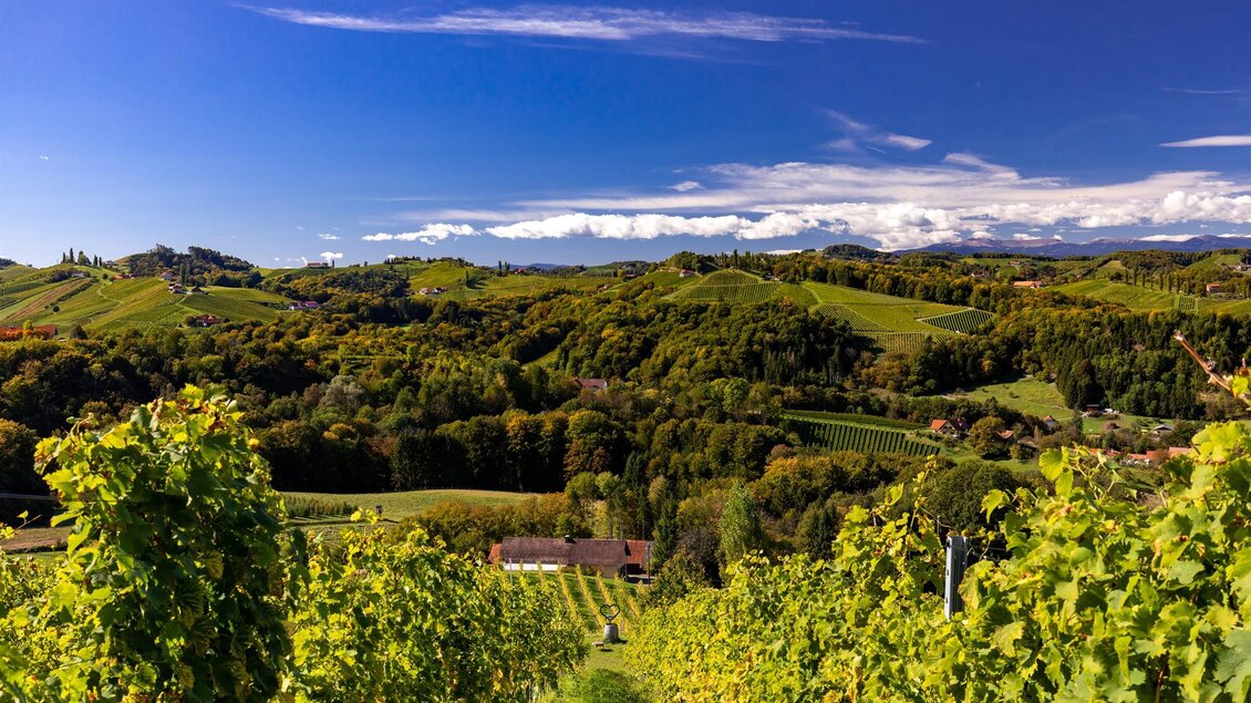 Eine malerische Weinlandschaft mit sanften Hügeln und üppigem Grün. Der klare Himmel und die bunten Bäume verleihen der Szene eine idyllische Atmosphäre. | © Harry Schiffer, TV Gamlitz