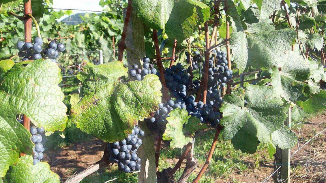 Trauben | © Fam. Pachler