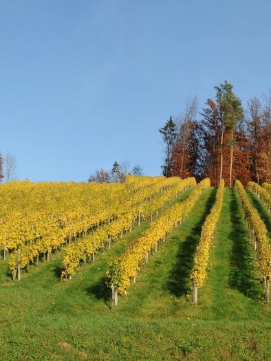 Weinbau Raab-Holzer | © Buschenschank Raab-Holzer