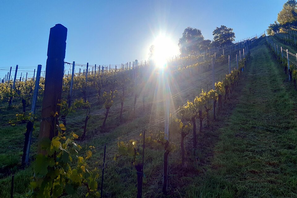 Weinbau Zitz vlg. Siegl - Impression #1 | © Weinbau Zitz