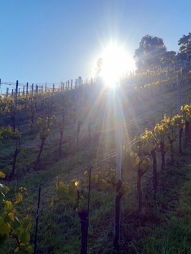 Weinbau_Zitz | © Weinbau Zitz