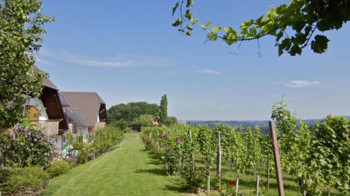 Eine malerische Landschaft mit Weinreben und einem klaren blauen Himmel. Im Hintergrund sind hübsche Häuser und sanfte Hügel zu sehen. | © Trunk