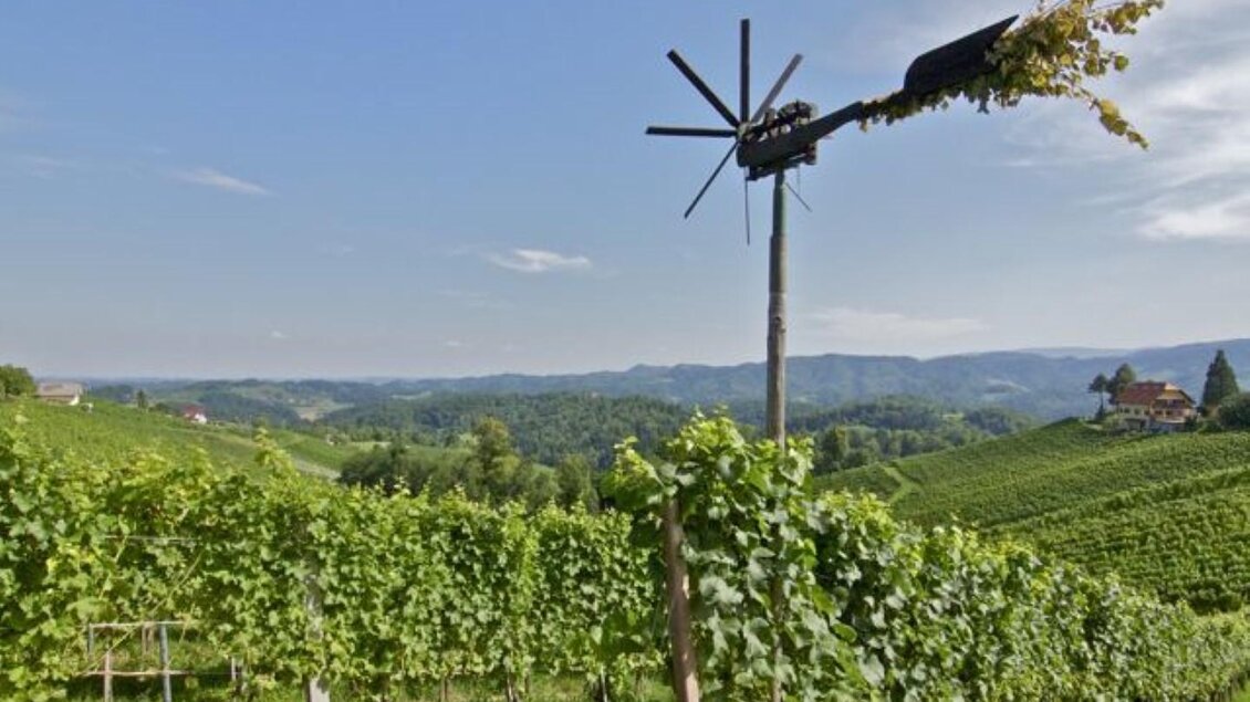 Ein malerischer Weinberg mit üppigen Reben und sanften Hügeln im Hintergrund. Am Himmel sind einige Wolken zu sehen, die für eine angenehme Atmosphäre sorgen. | © Trunk