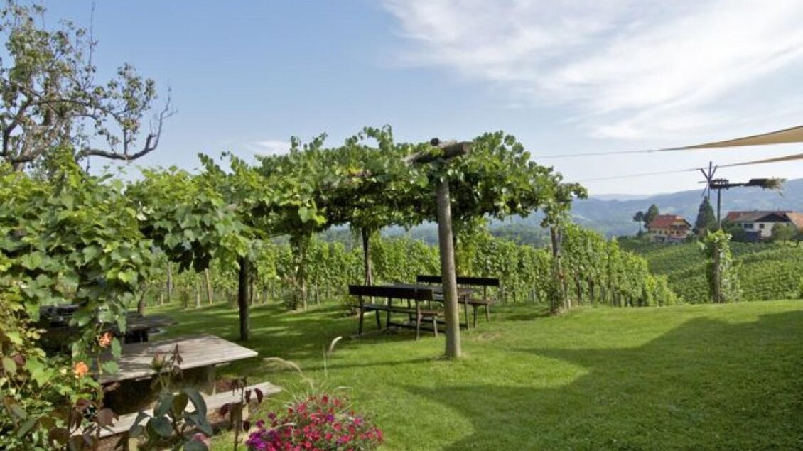 Ein malerischer Weinberg mit grünen Reben und einer gemütlichen Sitzgelegenheit. Im Hintergrund sind sanfte Hügel und ein klarer Himmel zu sehen. | © Trunk