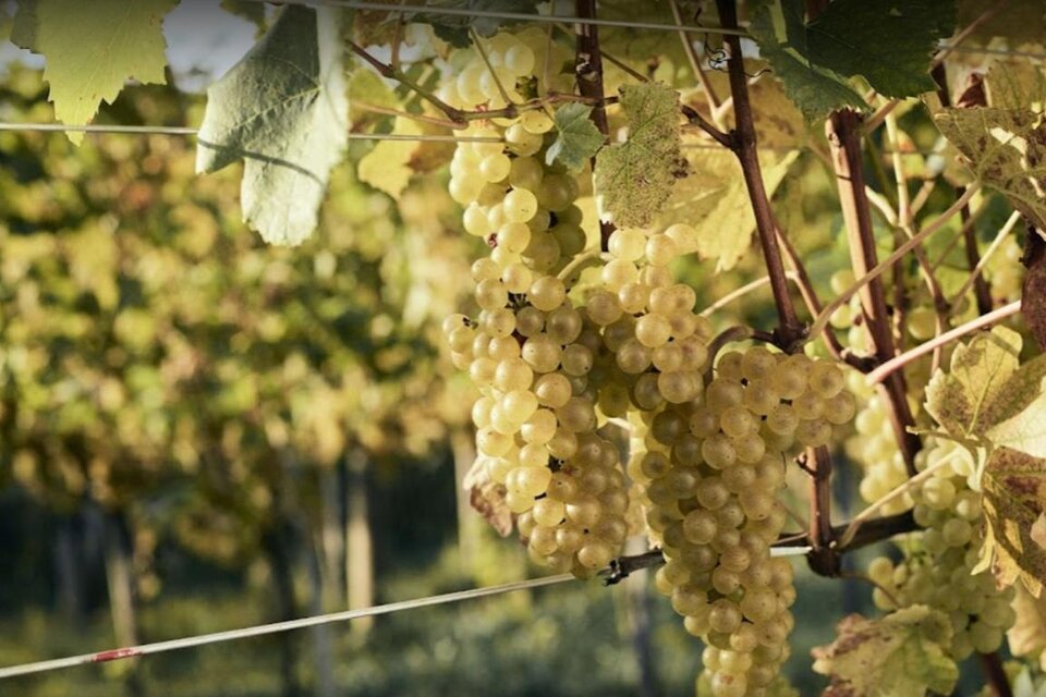 Weingartmann Weine - Impression #1 | © Weingartmann Weine