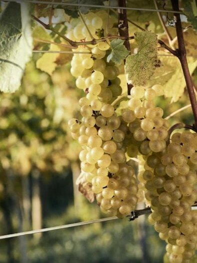 Weingartmann Wines_grapes_Eastern Styria | © Weingartmann Weine