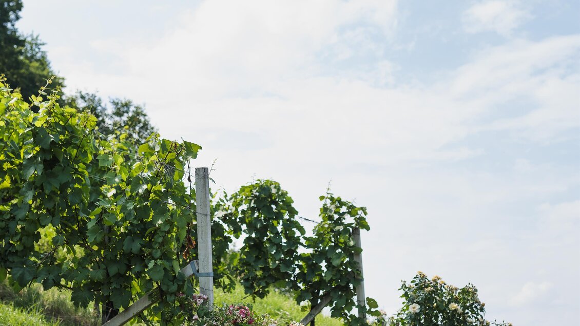 Weingut  Firmenich - Impressionen #2.3