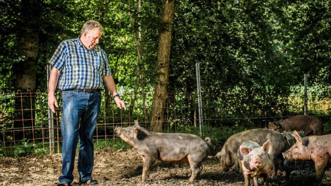 waldschweine_schneeberger_c-mavric-12788 | © c-mavric