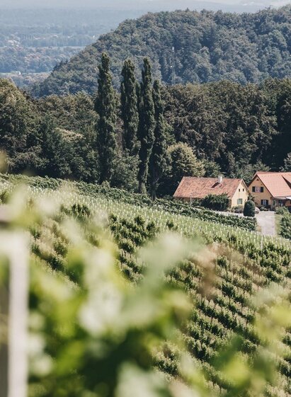 Weingut Trummer in Spielfeld | Heldentheater | © Heldentheater