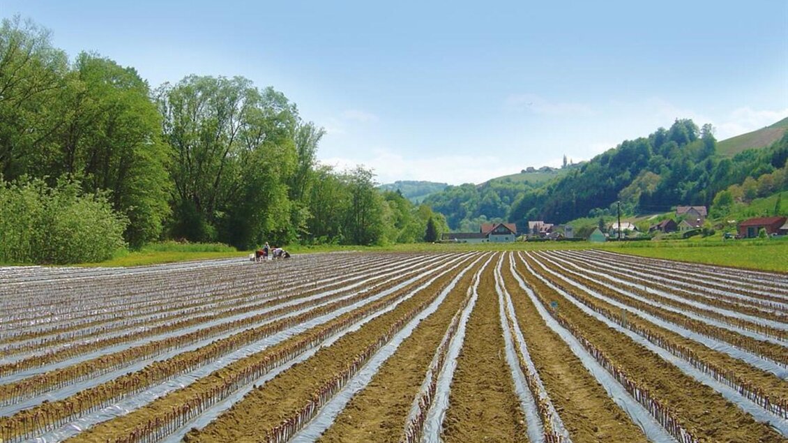 Ein weitläufiges Feld mit Reihen von angebautem Gemüse und grünen Bäumen im Hintergrund. Die Landschaft zeigt eine ruhige, ländliche Umgebung mit sanften Hügeln. | © Grasmuck