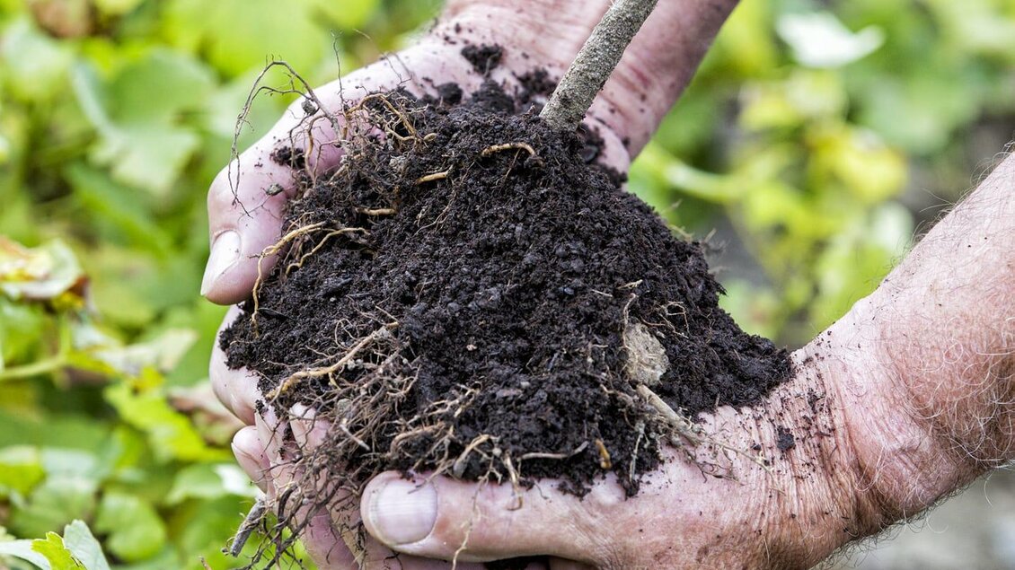 Hände halten einen erdigen Wurzelballen eines jungen Baumes. Im Hintergrund sind grüne Pflanzen zu sehen. | © Grasmuck