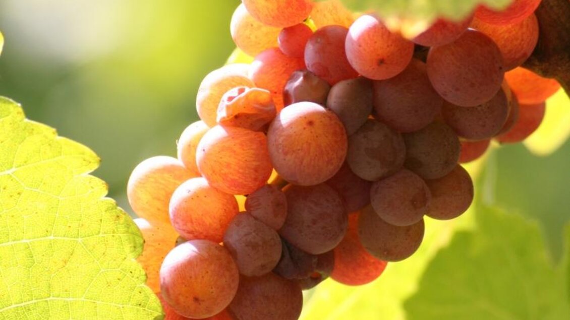 Traube | © Gießauf Nell