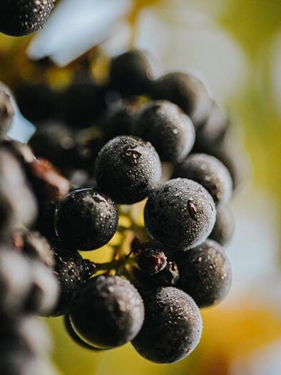 Schilchertraube | © Schilcherland Steiermark