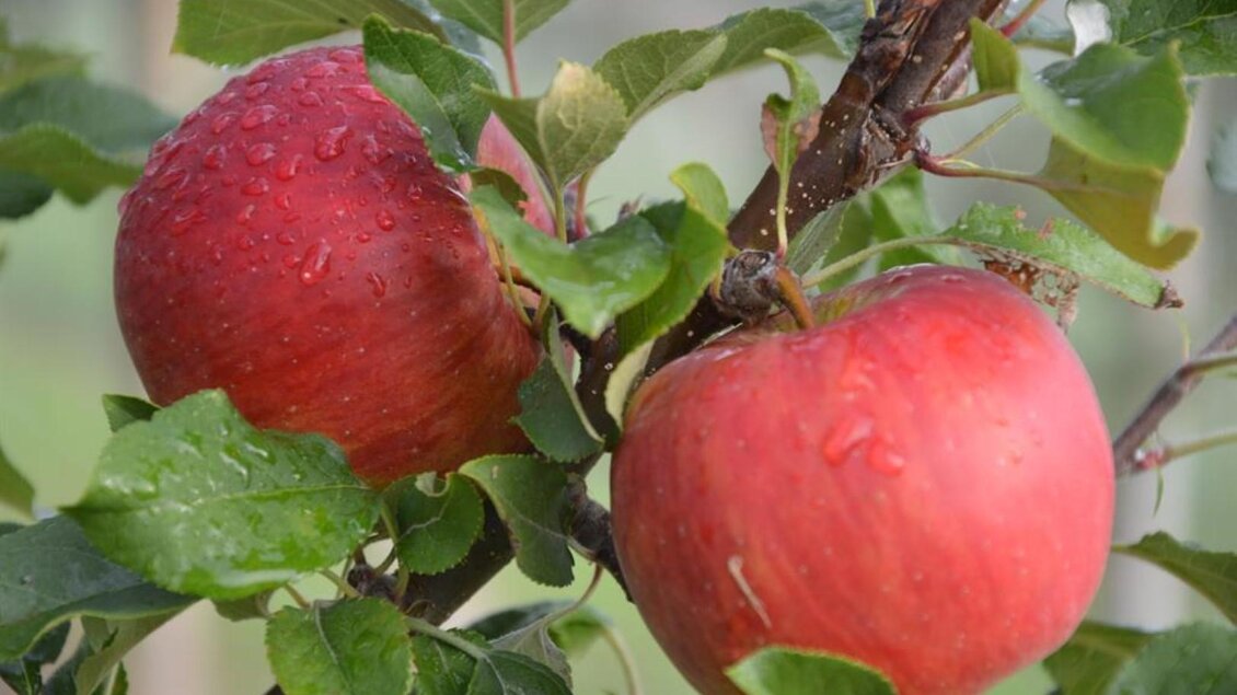 Auszeithof Weingut Pronegg Apfel | © Auszeithof Pronegg