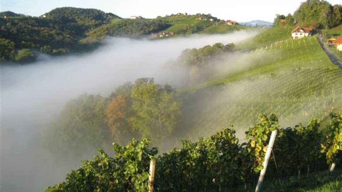 Ein malerischer Weinberg in sanften Hügeln, umgeben von Nebel. Die Landschaft ist grün und einladend, mit einigen Häusern am Horizont. | © Adam