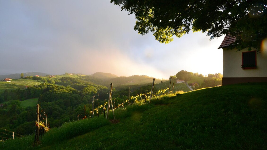 Eine malerische Landschaft mit sanften Hügeln und Weinbergen. Im Hintergrund scheint die Sonne hinter den Wolken. | © Adam
