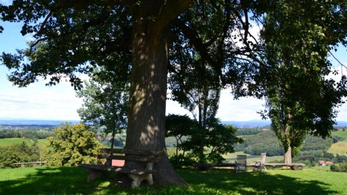 Ein großer Baum steht auf einer Wiese mit Blick auf eine grüne Landschaft. Im Hintergrund sind sanfte Hügel und ein klarer Himmel sichtbar. | © Adam
