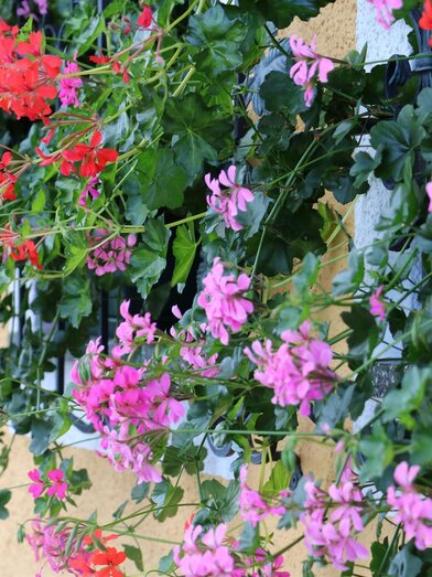 Blumen | © Weingut & Buchenschank Postl vlg. Dobay | Weingut & Buchenschank Postl vlg. Dobay | © Weingut & Buchenschank Postl vlg. Dobay