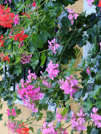 Blumen | © Weingut & Buchenschank Postl vlg. Dobay