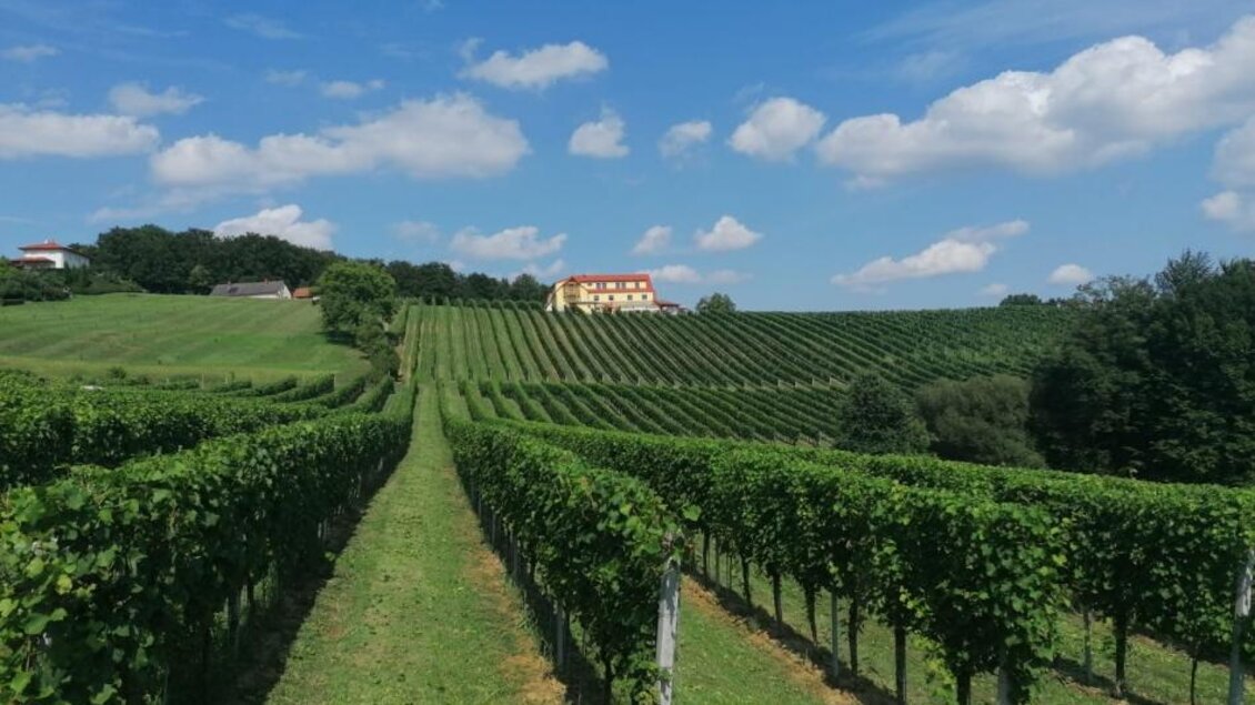 Ein malerischer Weinberg mit Reihen von Traubenreben und einem klaren blauen Himmel. Im Hintergrund ist ein großes Gebäude umgeben von grünen Hügeln.