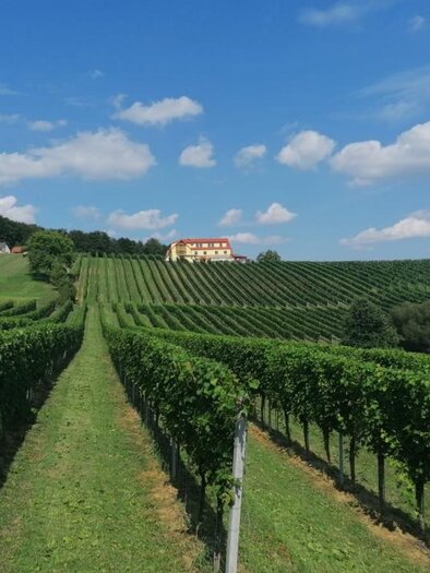 Ein malerischer Weinberg mit Reihen von Traubenreben und einem klaren blauen Himmel. Im Hintergrund ist ein großes Gebäude umgeben von grünen Hügeln.