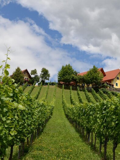 Weingut Fellner Weingarten | © Roswitha & Andreas Fellner | Weingut Fellner