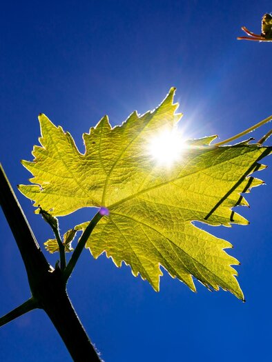 Weingut Gründl | © Harry Schiffer