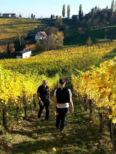 Weingut Gruber Weingarten | © Weingut Gruber | Ulrike & Karl Gruber