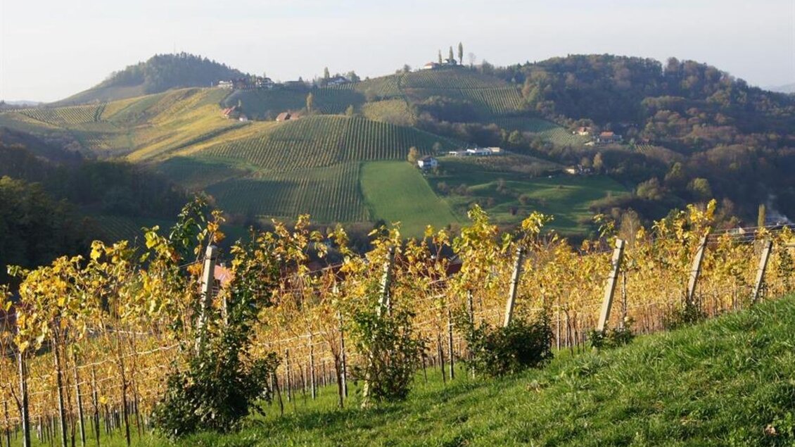 Weingut Gruber - Impressionen #2.1