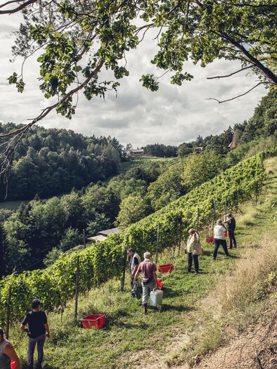 Weingut Hannes Sabathi | © Hannes Sabathi