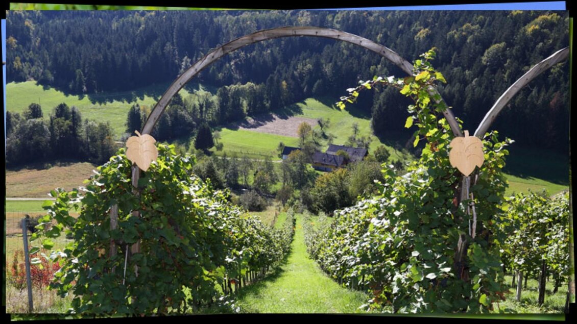 Ein malerischer Weinberg mit Traubenreben und einer sanften Landschaft im Hintergrund. Die Umgebung ist grün und üppig, umgeben von bewaldeten Hügeln. | © Weingut Haubensima