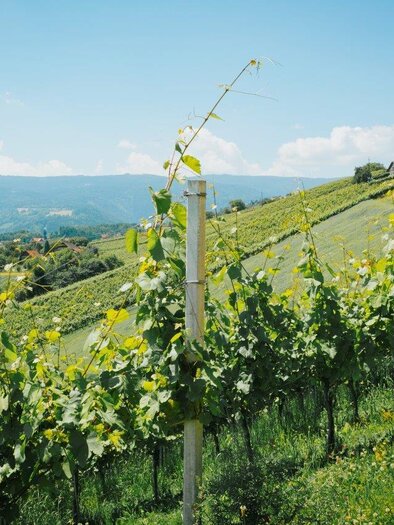 Aussicht Hochgrail Weinberge | © Schilcherland Steiermark