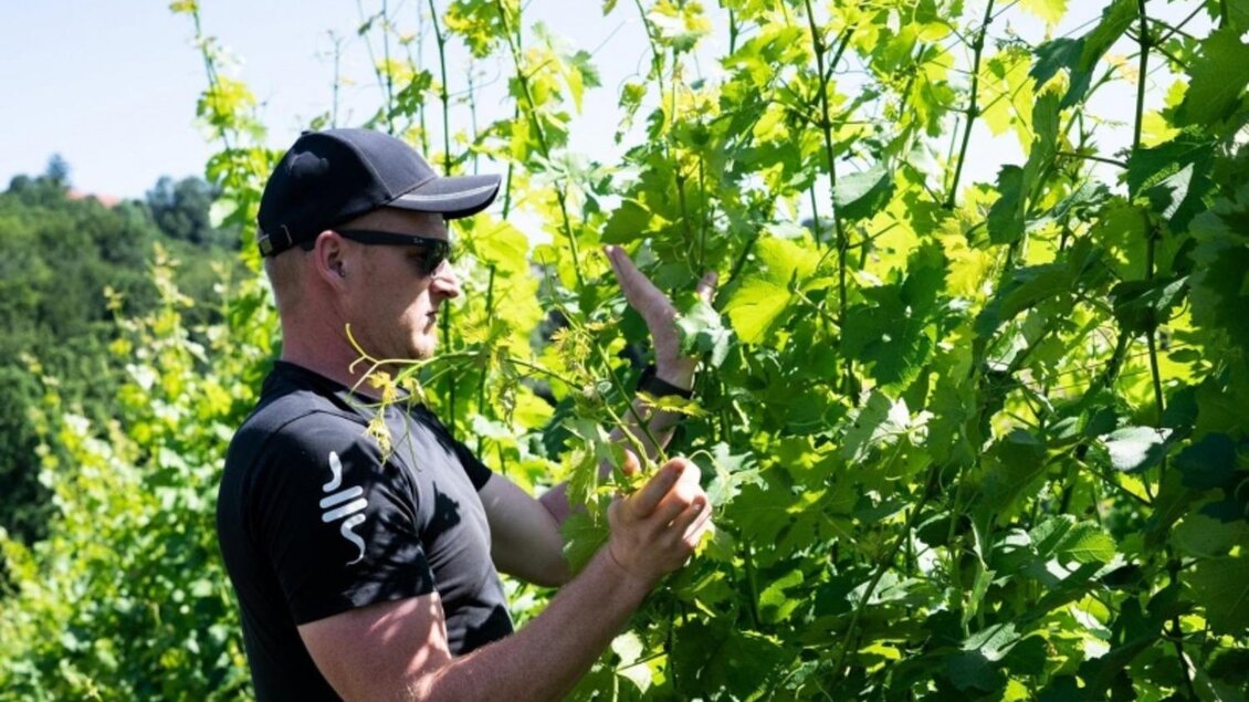 Weingut Hirschmugl Weingarten Arbeiten | © Weingut Hirschmugl