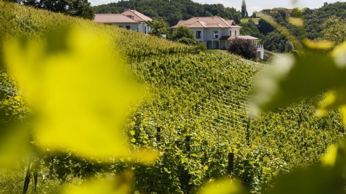 Ein malerischer Weinberg mit grünen Reben und einem Blick auf ein schönes Haus. Die Landschaft ist von sanften Hügeln umgeben. | © Weingut Hirschmugl