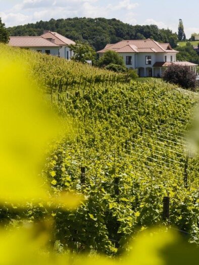 A picturesque vineyard with green vines and a view of a beautiful house. The landscape is surrounded by gentle hills. | © Weingut Hirschmugl
