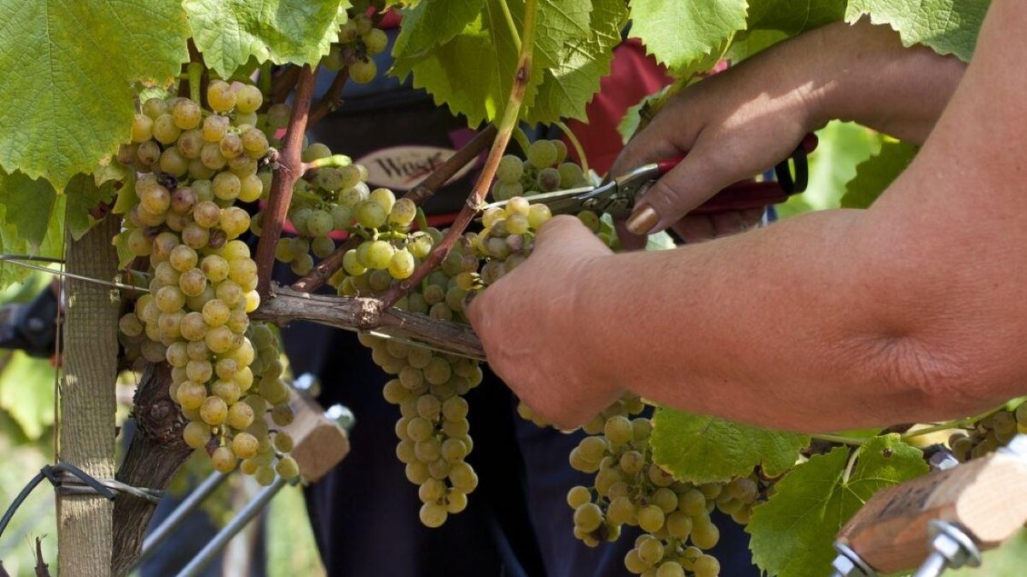 Eine Person schneidet Trauben in einem Weinberg. Die grünen Trauben hängen an den Reben, umgeben von frischem Laub. | © Weingut Hirschmugl