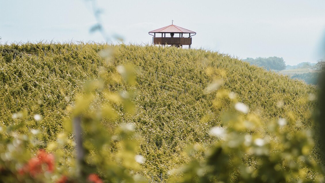 Ein malerischer Weinberg mit einem Aussichtspunkt auf einem Hügel. Im Vordergrund blühen die Weinreben, während der Himmel bewölkt ist. | © MichaelaLorber/WeingutJöbstl
