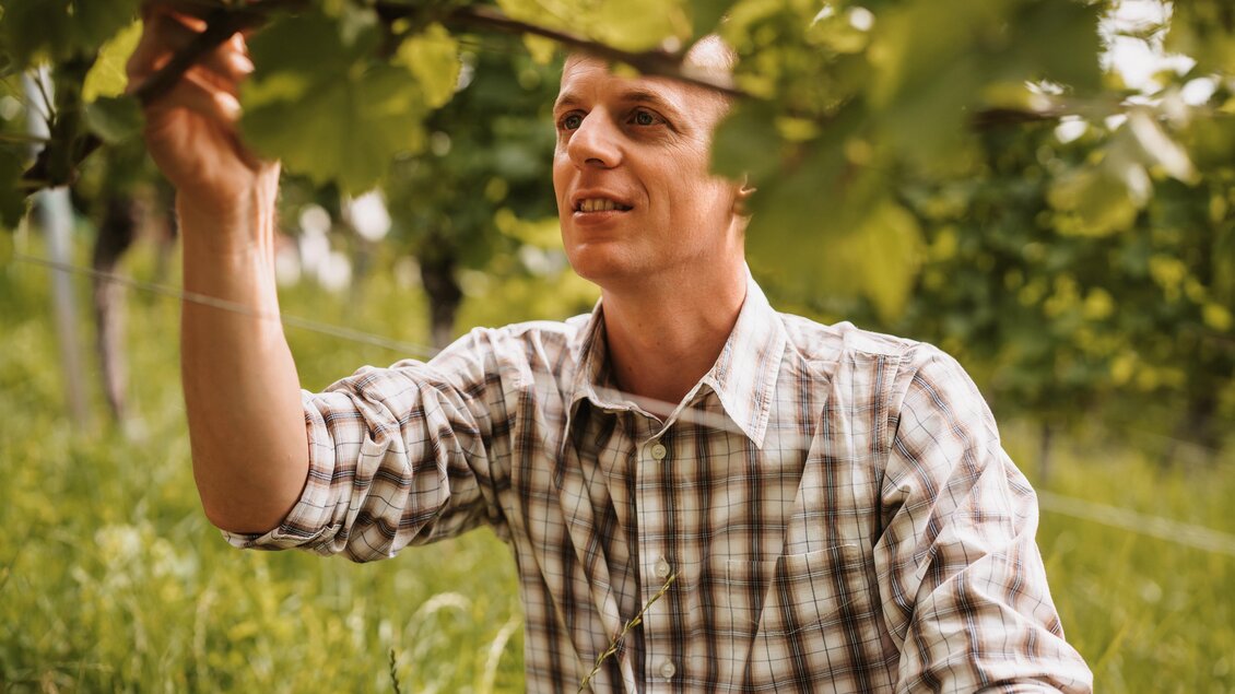 Ein Mann arbeitet im Weinberg und prüft die Trauben. Die Umgebung ist grün und üppig. | © MichaelaLorber/WeingutJöbstl