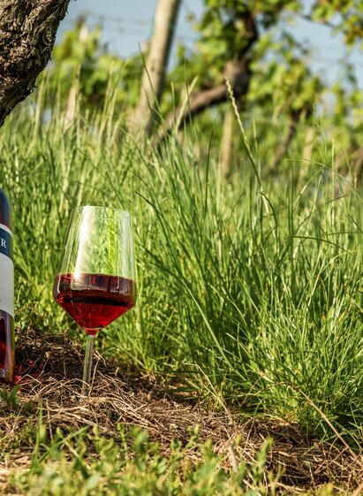 Weingut Johann Reicher_5 | MICHAELA PFLEGER | © (c) Region Graz - Mias Photoart