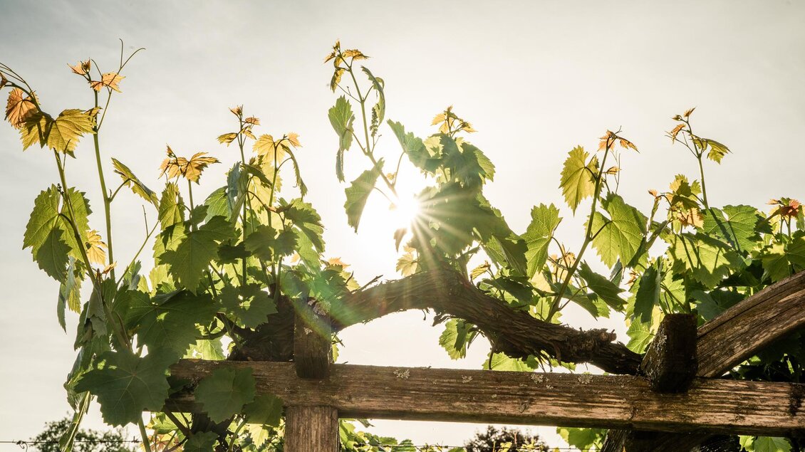 Weingut Johann Reicher vlg. Strimbauer - Impressionen #2.5