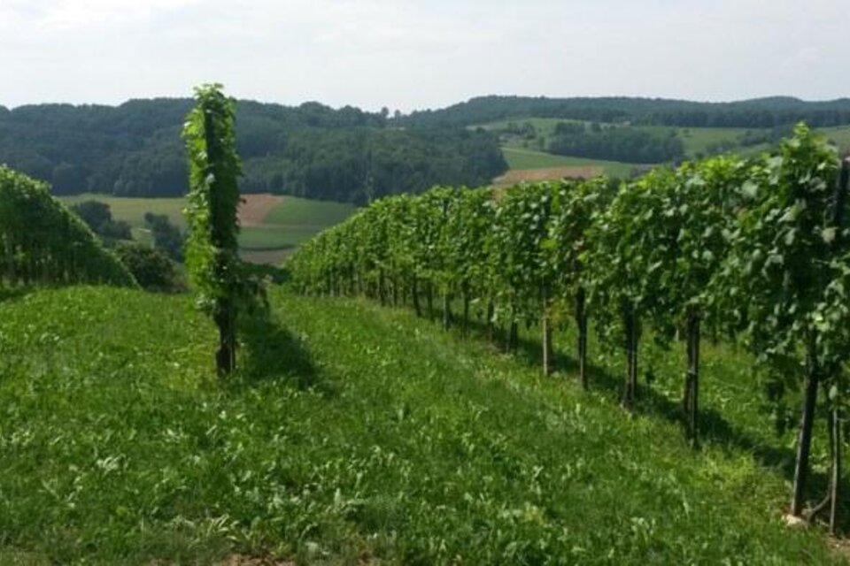 Weingut Johann Stocker - Impression #1 | © Johann Stocker
