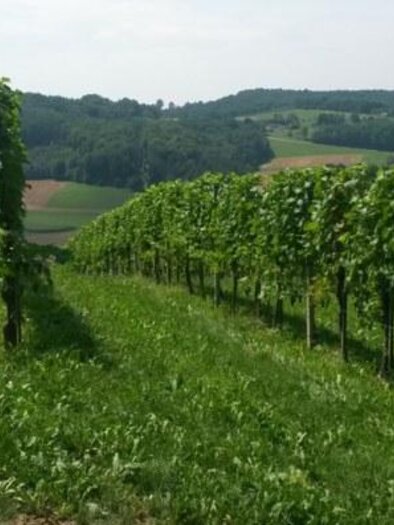 Weingut Stocker | © Johann Stocker