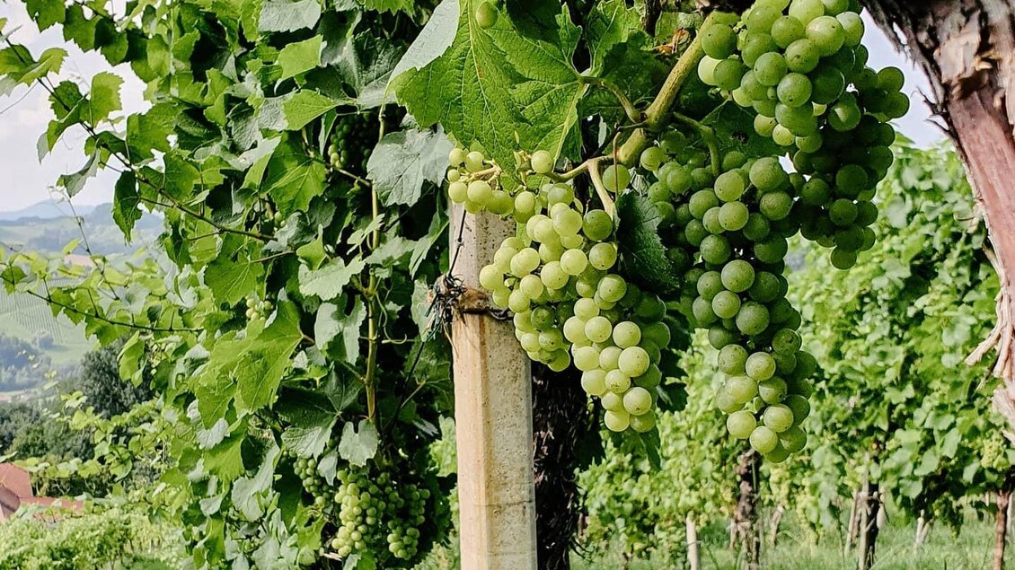 Ein Weinberg mit Trauben an den Reben. Die Pflanzen sind grün und die Landschaft ist sanft hügelig. | © Riegelnegg